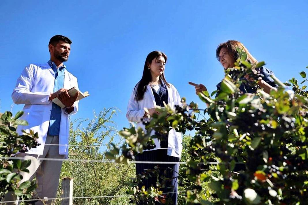 Bayburt'ta 4 yıl önce dikildi: Yüksek gelir kapısı oldu! 2